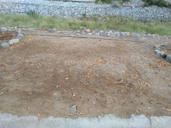 Paraechinus aethiopicus