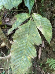 Mickelia pergamentacea