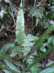 Adiantum pulverulentum