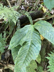 Mickelia pergamentacea