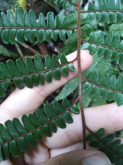 Adiantum pulverulentum