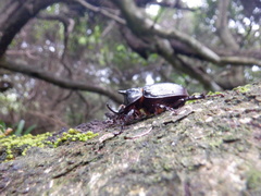 Macrocyphonistes kolbeanus
