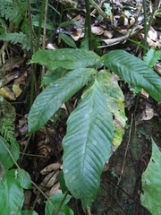 Mickelia pergamentacea