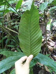 Mickelia pergamentacea