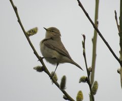 Phylloscopus collybita
