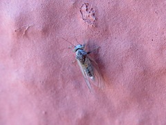 Cacopsylla brunneipennis