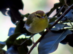 Phylloscopus ruficapilla voelckeri