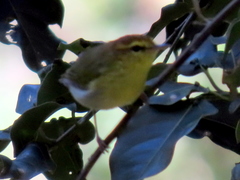 Phylloscopus ruficapilla voelckeri