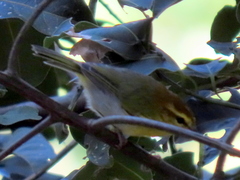 Phylloscopus ruficapilla voelckeri