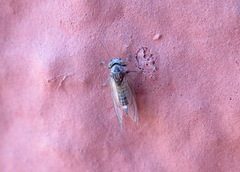 Cacopsylla brunneipennis