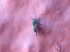 Cacopsylla brunneipennis