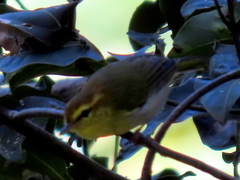 Phylloscopus ruficapilla voelckeri
