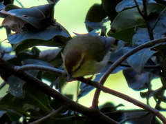 Phylloscopus ruficapilla voelckeri