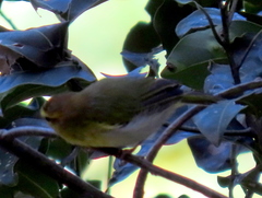 Phylloscopus ruficapilla voelckeri