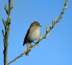 Phylloscopus collybita