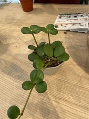 Hoya obovata