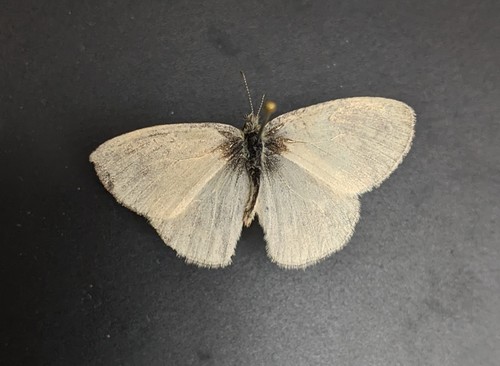 iNaturalist observation photo of Common Ringlet