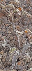 Ceropegia burchardii image