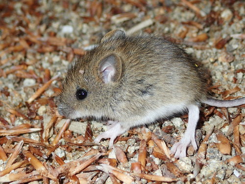 European Wood Mouse