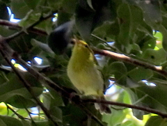 Phylloscopus ruficapilla voelckeri