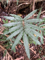 Adiantum pulverulentum