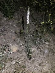 Sairocarpus coulterianus