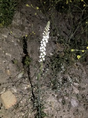 Sairocarpus coulterianus