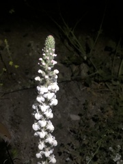 Sairocarpus coulterianus
