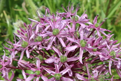 Allium tel-avivense