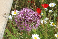 Allium tel-avivense