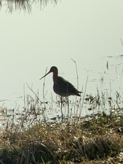 Limosa limosa