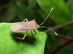 Anasa varicornis