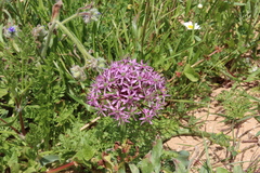 Allium tel-avivense