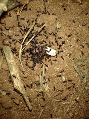 Formicidae