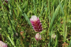 Trifolium philistaeum