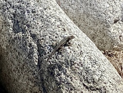 Sceloporus occidentalis