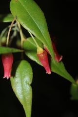 Themistoclesia dependens