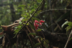 Themistoclesia dependens