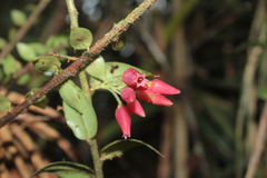 Themistoclesia dependens