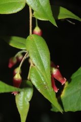 Themistoclesia dependens