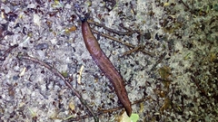 Limax dacampi