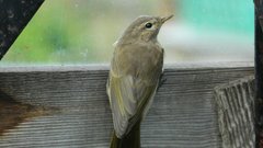 Phylloscopus collybita