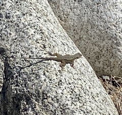 Sceloporus occidentalis