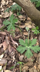 Geranium atlanticum