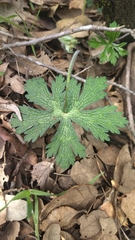 Geranium atlanticum