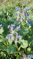 Borago officinalis