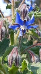 Borago officinalis