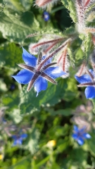 Borago officinalis