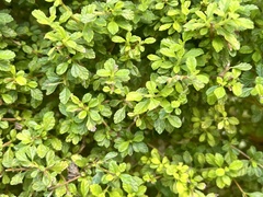 Lippia micromera