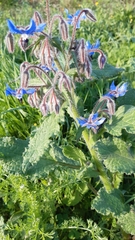 Borago officinalis